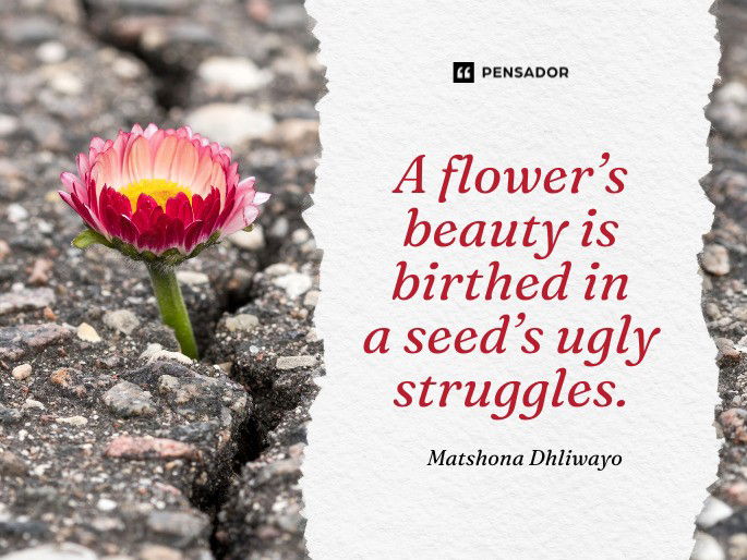 A flower’s beauty is birthed in a seed’s ugly struggles.  Matshona Dhliwayo