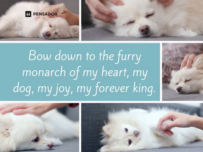 Bow down to the furry monarch of my heart, my dog, my joy, my forever king. 🐾💖