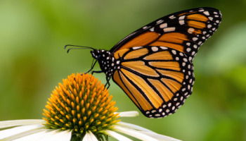 55 Butterfly Quotes to Inspire Growth, Beauty, and Change