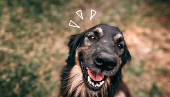 65+ Dog Quotes That Expresses The Unconditional Love Of Pets