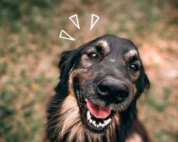 65+ Dog Quotes That Expresses The Unconditional Love Of Pets