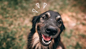 55 Dog Quotes To Cherish The Bond With Our Furry Friends