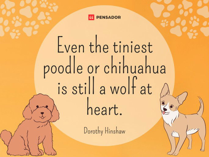 Even the tiniest poodle or chihuahua is still a wolf at heart.  Dorothy Hinshaw