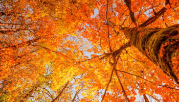 50+ Fall Quotes to Celebrate Autumn’s Beauty and Magic