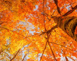 50+ Fall Quotes to Celebrate Autumn’s Beauty and Magic