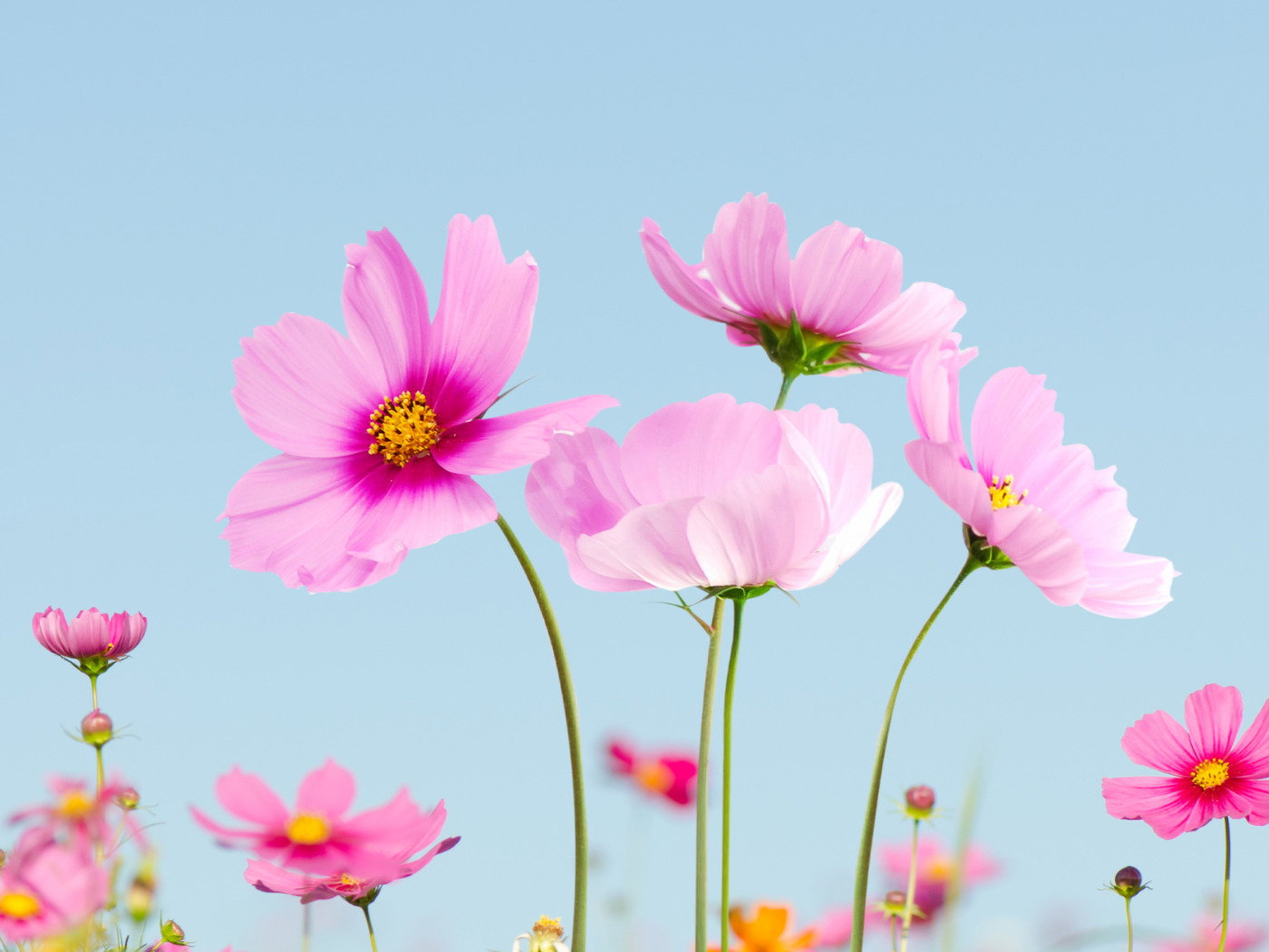 45 Flower Quotes To Inspire A Blooming Spirit Pensador