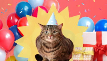 35 Happy Birthday Cat Wishes for Feline Fans Everywhere