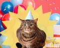 35 Happy Birthday Cat Wishes for Feline Fans Everywhere