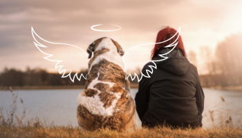 42 Pet Condolence Messages That Bring Comfort in Times of Loss