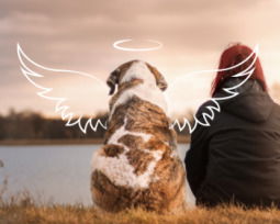 42 Pet Condolence Messages That Bring Comfort in Times of Loss