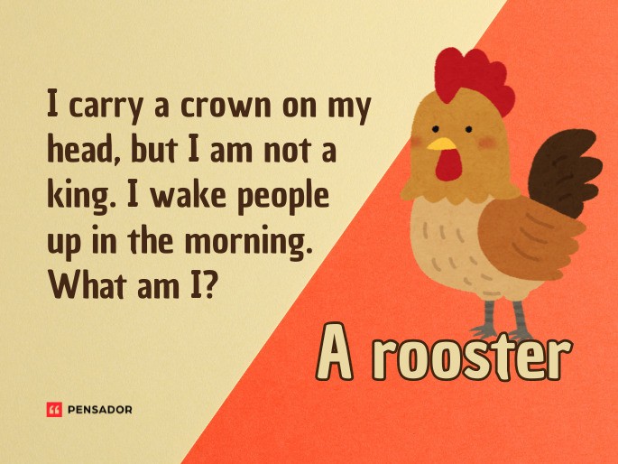 Question: I carry a crown on my head, but I am not a king. I wake people up in the morning. What am I? Answer: A rooster