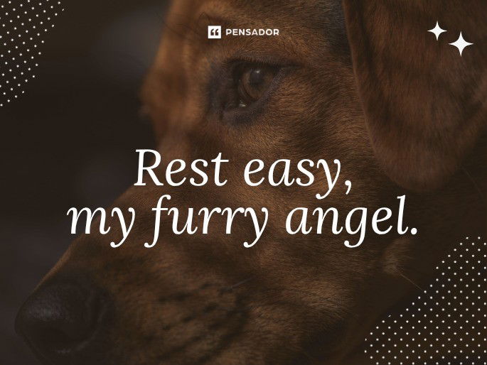 Rest easy, my furry angel.