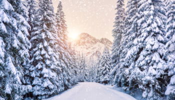 70 Snow Quotes To Embrace The Beauty Of Winter