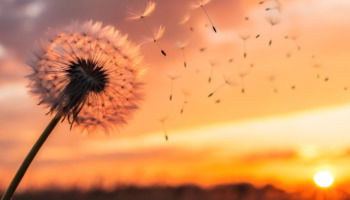 65+ Sunset Quotes That Glow Long After Dusk