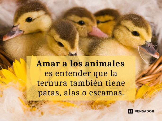 amar a los