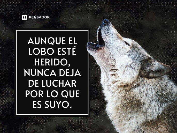 Aunque el lobo esté herido, nunca deja de luchar por lo que es suyo.