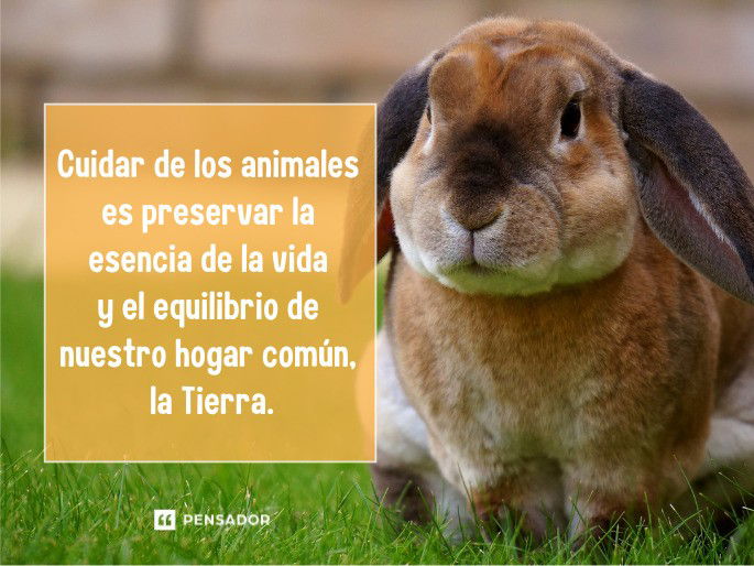 cuidar de los animales
