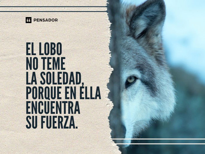 El lobo no teme la soledad, porque en ella encuentra su fuerza.