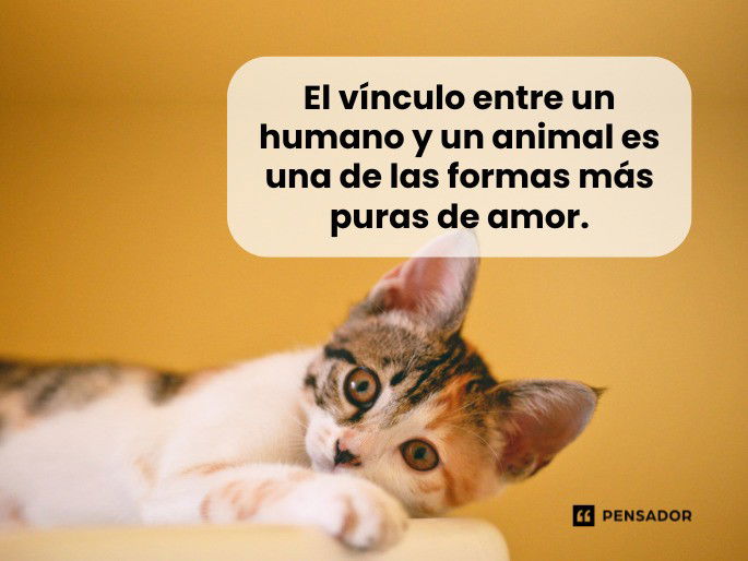el vinculo entre