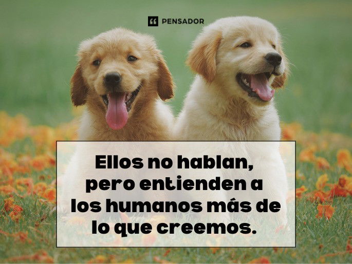 ellos no hablan