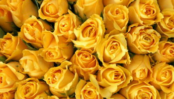 41 frases para flores amarillas para regalar amistad, amor y alegría