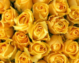 41 frases para flores amarillas para regalar amistad, amor y alegría