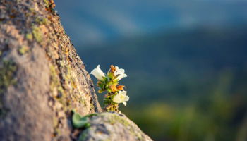 124 frases bonitas de la vida para inspirarte cada día