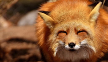 42 frases de animales y mascotas llenas de ternura y cariño