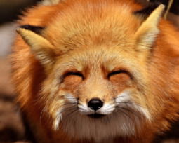 42 frases de animales y mascotas llenas de ternura y cariño