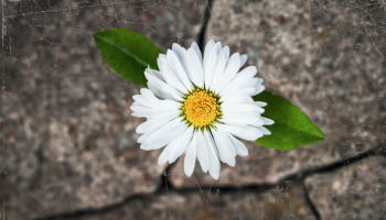 54 frases de la vida dura que inspiran resiliencia y esperanza