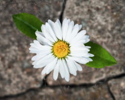 61 frases de la vida dura que inspiran resiliencia y esperanza