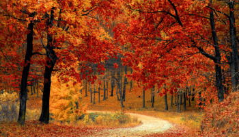 49 frases de otoño para iniciar la estación con motivación y alegría