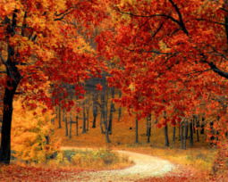 49 frases de otoño para iniciar la estación con motivación y alegría