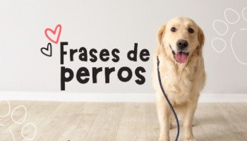 52 frases de perros que valoran el vínculo con sus dueños