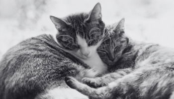 37 frases para gatos fallecidos llenas de amor y memoria