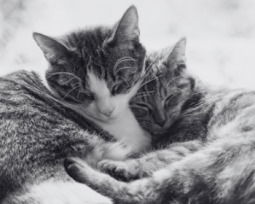 37 frases para gatos fallecidos llenas de amor y memoria