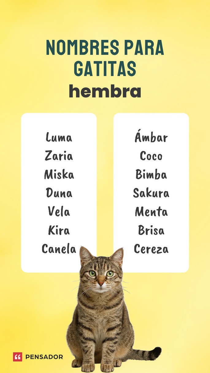 gatos hembra