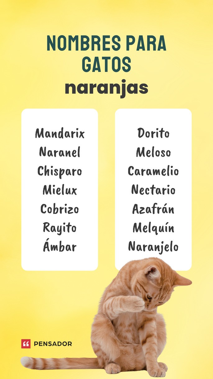 gatos naranjas