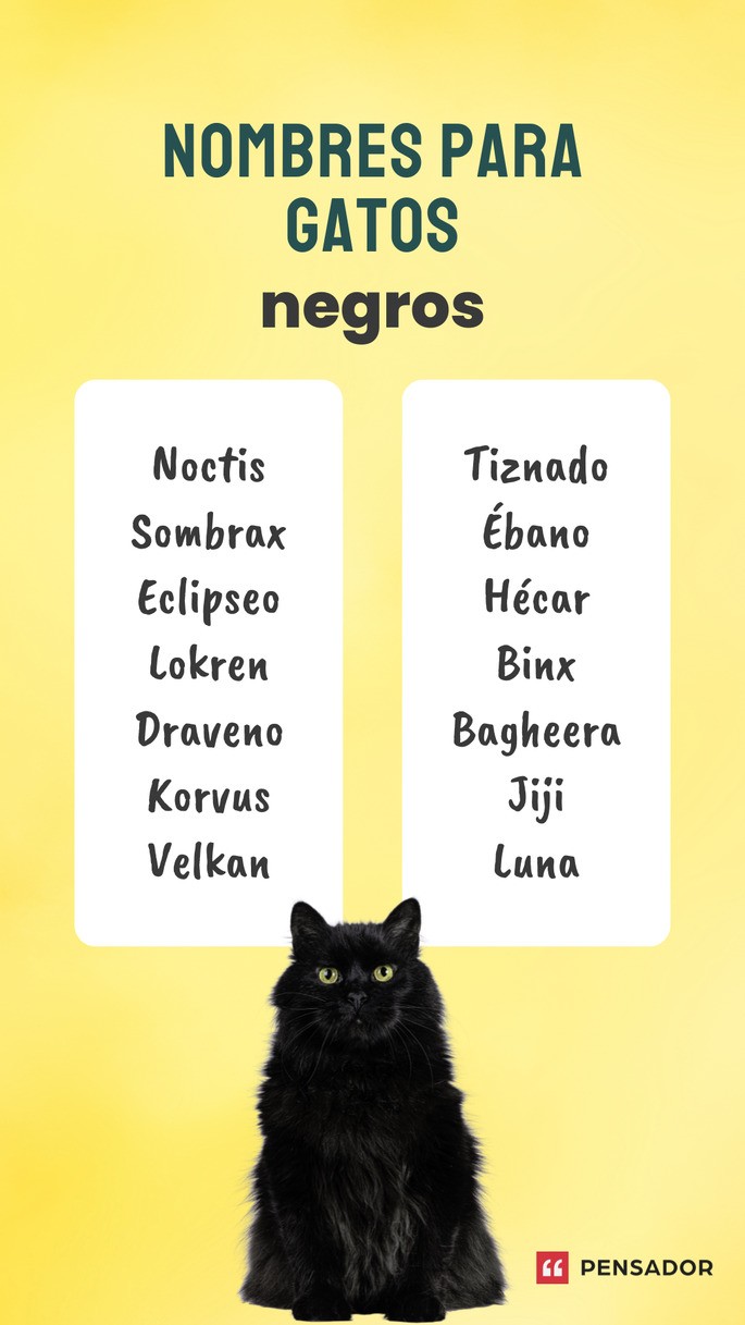 gatos negros