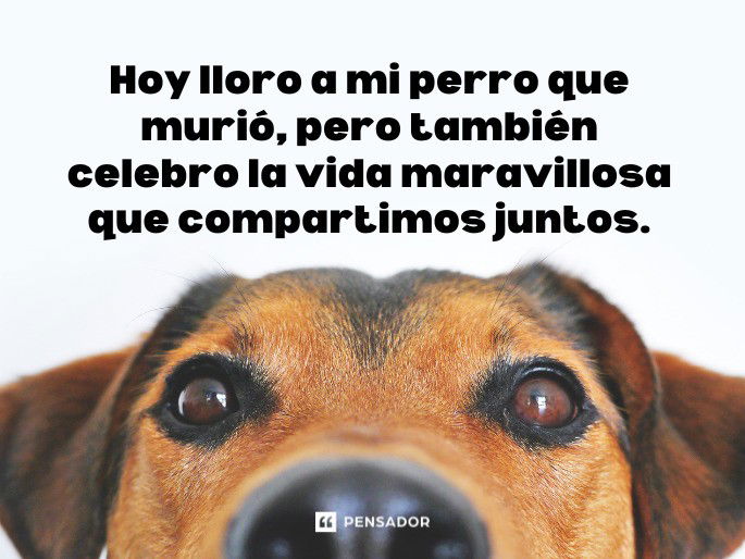 hoy lloro a mi perro