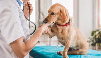 Mensajes de Feliz Día del Veterinario para reconocer su dedicación