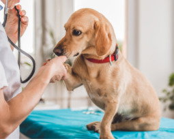 Mensajes de Feliz Día del Veterinario para reconocer su dedicación