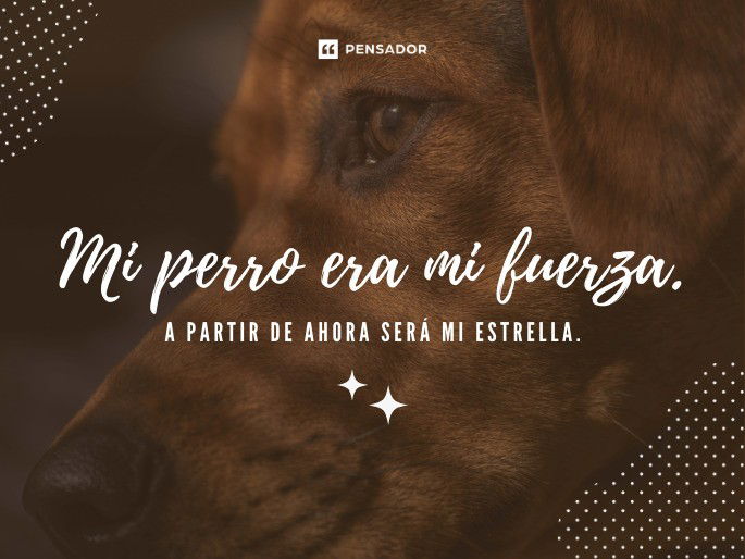 Mi perro era mi fuerza. A partir de ahora será mi estrella.