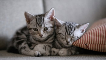 94 nombres para gatos: ideas creativas y originales