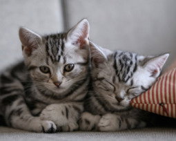 94 nombres para gatos: ideas creativas y originales