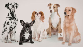 Nombres para perritas: ideas únicas, originales y creativas