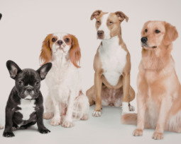 Nombres para perritas: ideas únicas, originales y creativas