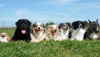 73 nombres para perros llamativos y encantadores