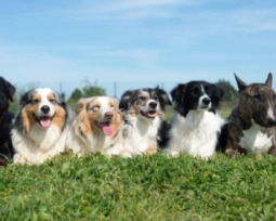 73 nombres para perros llamativos y encantadores