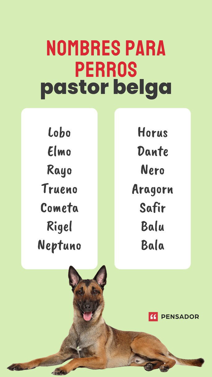 pastor belga